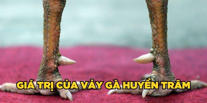 Bí Ẩn Vảy Gà Huyền Trâm - Dấu Hiệu Chiến Kê Đỉnh Cao 3 Giá trị của vảy gà huyền trâm