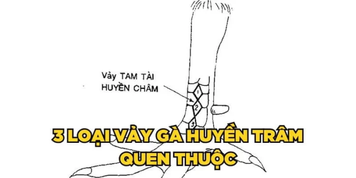 Bí Ẩn Vảy Gà Huyền Trâm - Dấu Hiệu Chiến Kê Đỉnh Cao 2 3 loại vảy gà huyền trâm quen thuộc