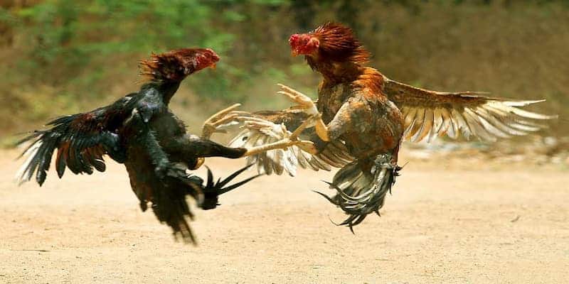 Bí Ẩn Vảy Gà Tam Tài - Dấu Hiệu Chiến Kê Đỉnh Cao 4 Tại sao vảy gà tam tài được nhiều người chơi ưa chuộng?