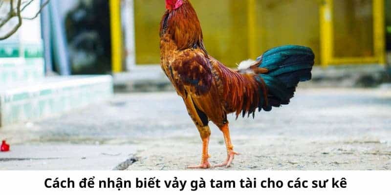 Bí Ẩn Vảy Gà Tam Tài - Dấu Hiệu Chiến Kê Đỉnh Cao 2 Bật mí cách nhận biết một số dạng vảy gà tam tài cho game thủ