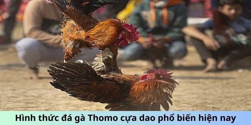 Đá Gà Thomo - Thiên Đường Giải Trí Đẳng Cấp Quốc Tế 1 Hình thức đá gà Thomo cựa dao phổ biến hiện nay